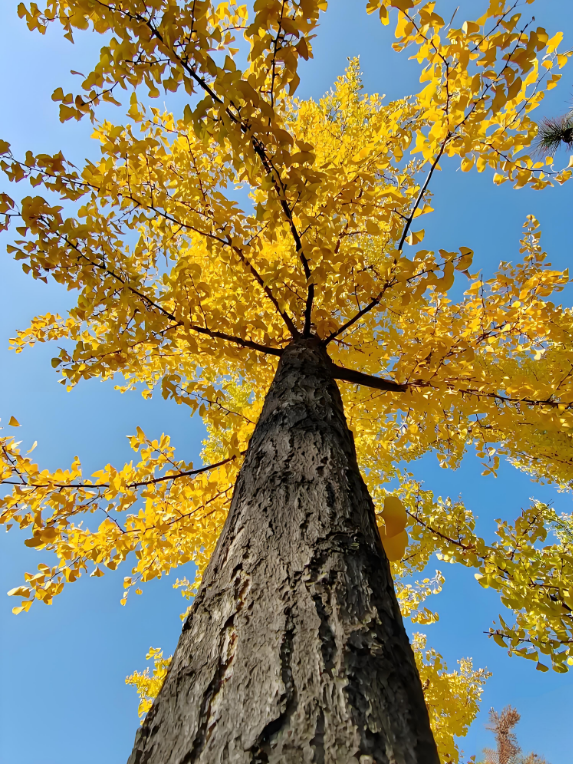 金秋致信：寰宇板材以質(zhì)踐諾，回饋每一份信賴